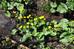 Polepka_3_2011_25_blatouch.JPG