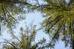 Polepka_3_2011_34_modriny_spicky.JPG