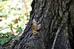 Polepka_3_2011_38_zaba_utika.JPG