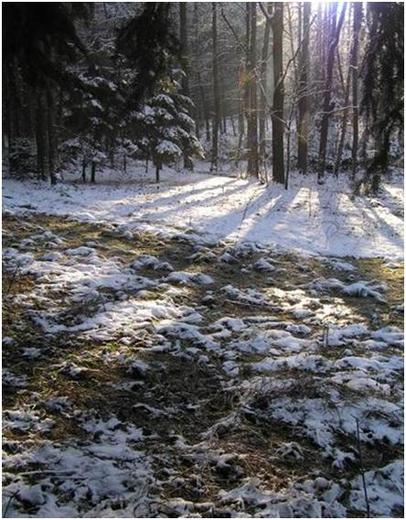 Levá strana